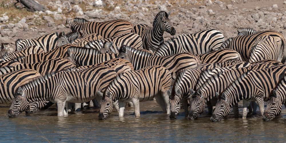 Zebras