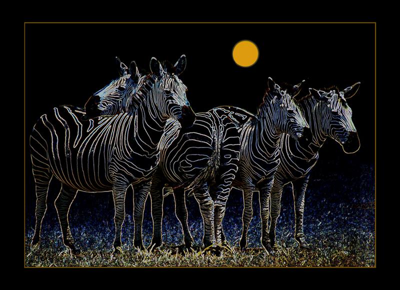 Zebras