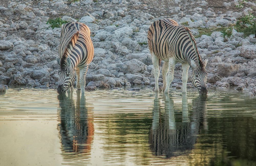 Zebras am Abend