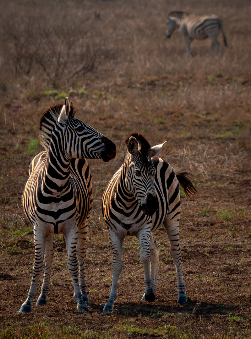 Zebras am Abend