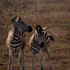 Zebras am Abend