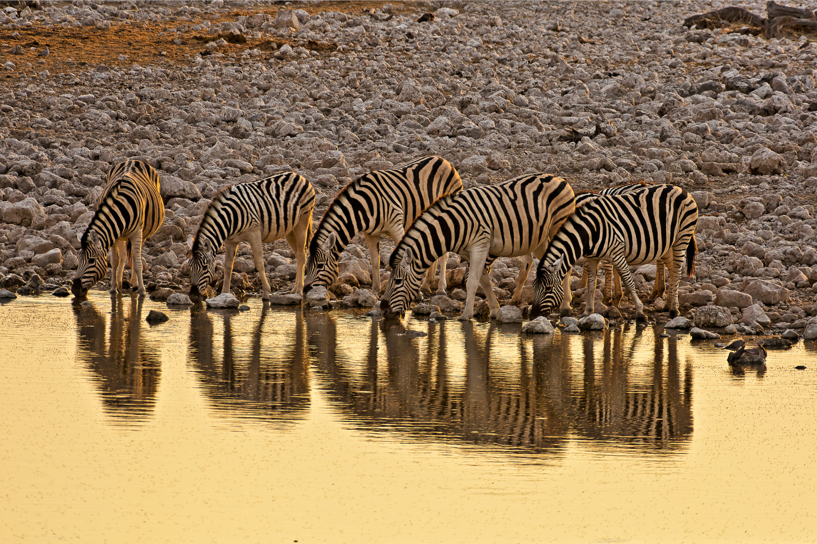 Zebras am abendlichen Wasserloch von Okaukuejo