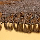 Zebras am abendlichen Wasserloch von Okaukuejo