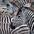 Zebras am Boteti