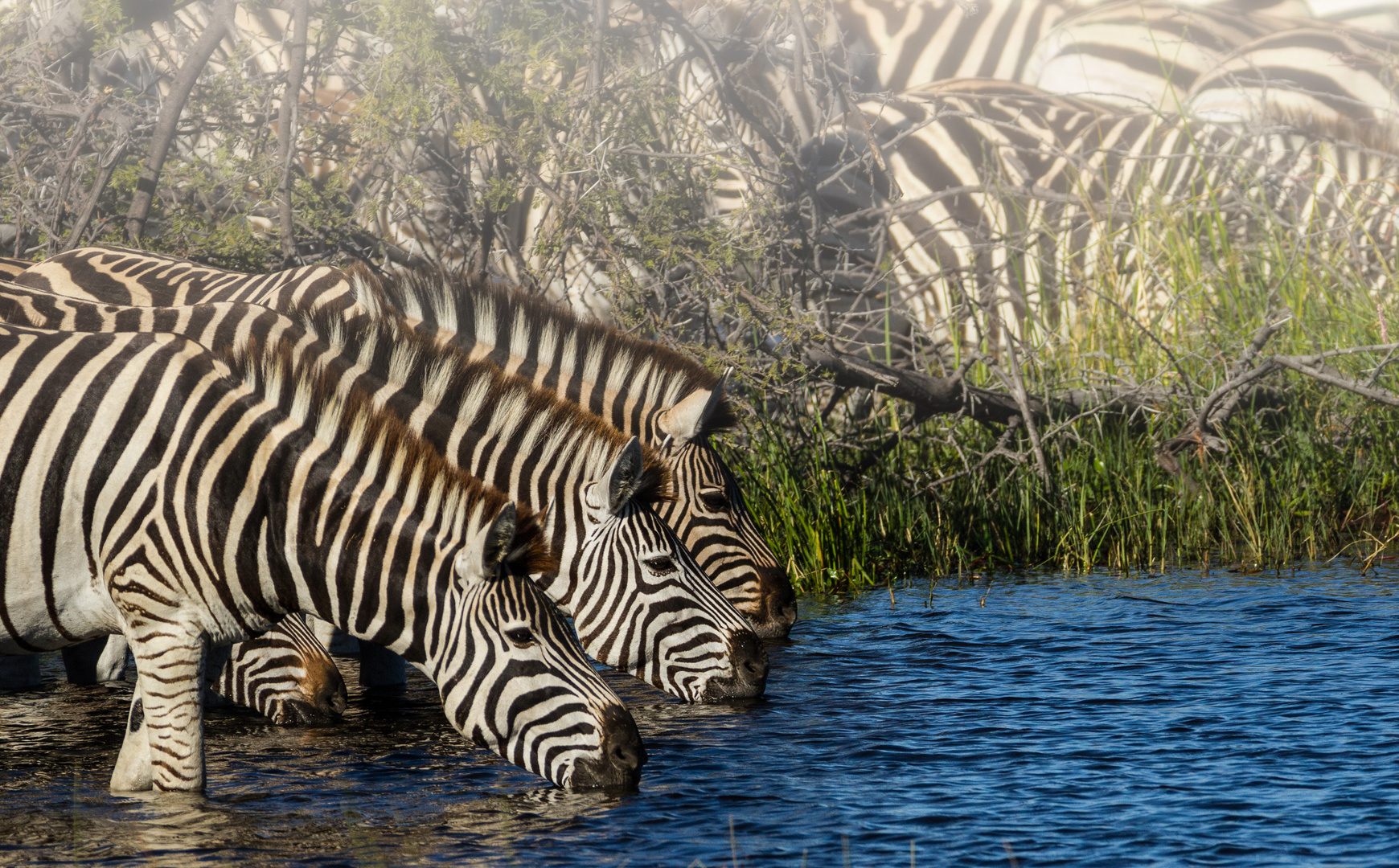 Zebras am Boteti River