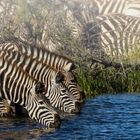 Zebras am Boteti River