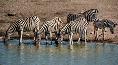 Zebras  am Chudop Wasserloch