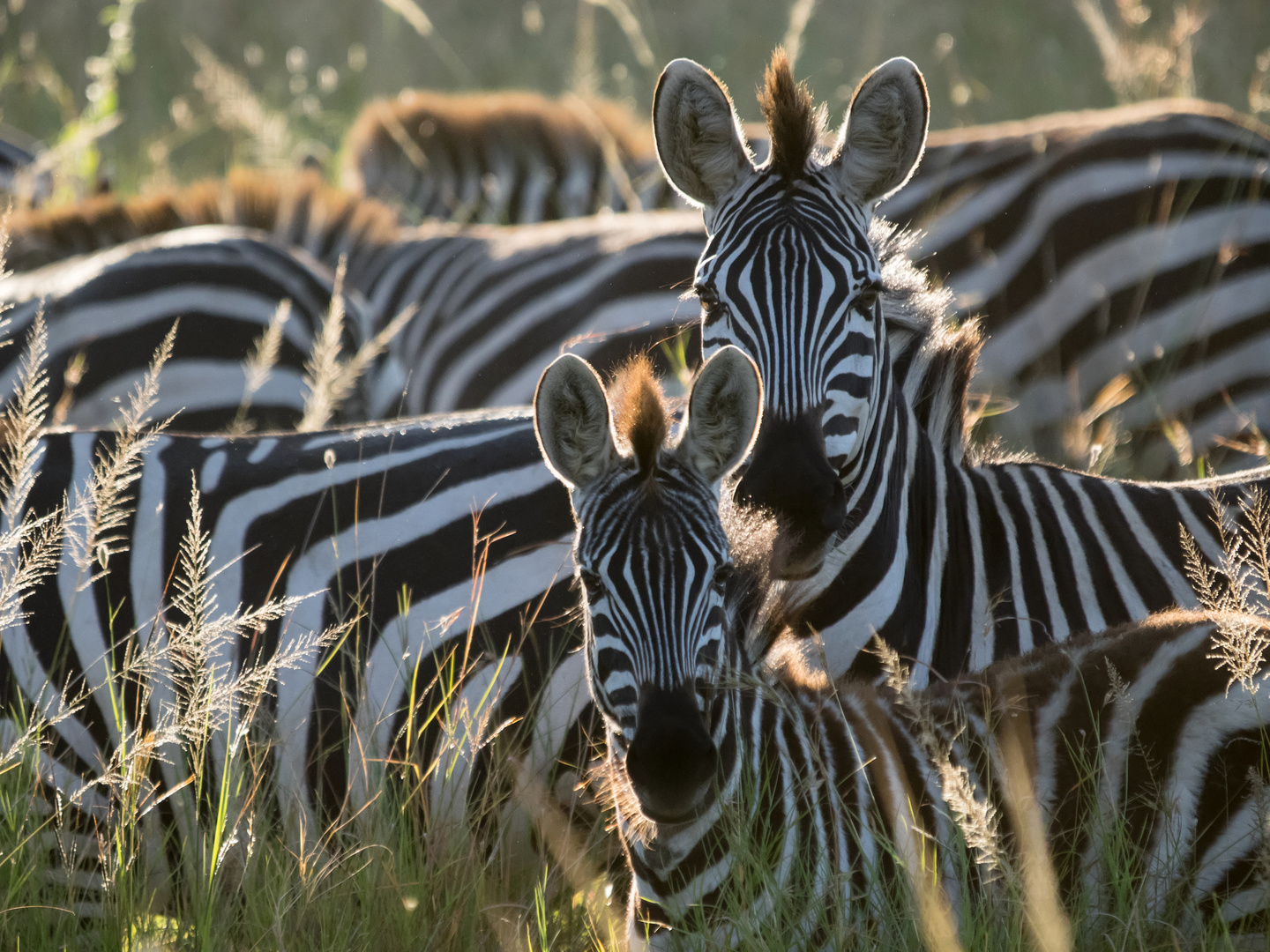 Zebras am frühen Morgen