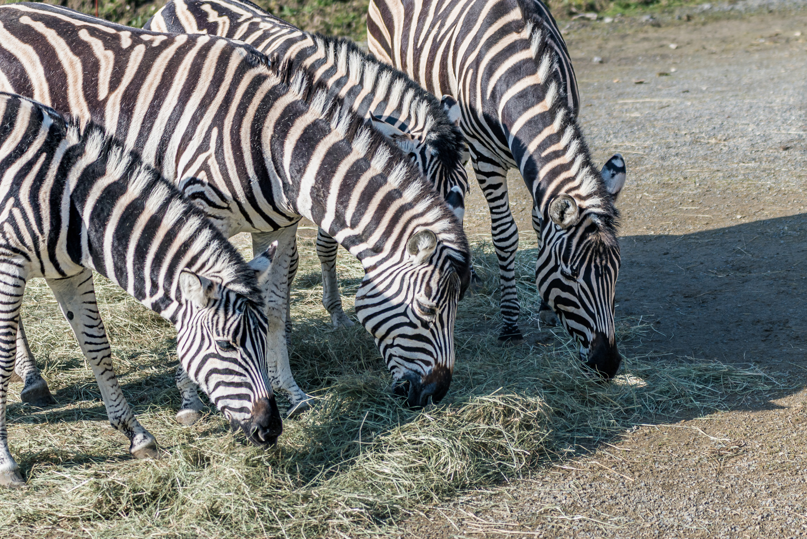 Zebras am Frühstücktisch.  