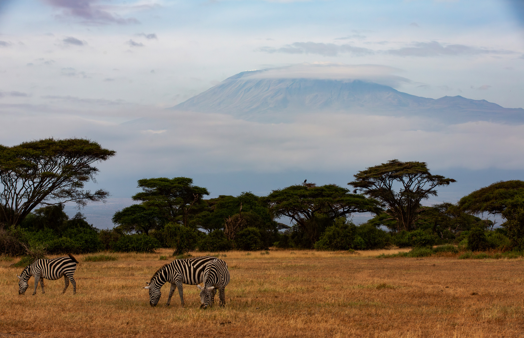 Zebras am Kilimandscharo