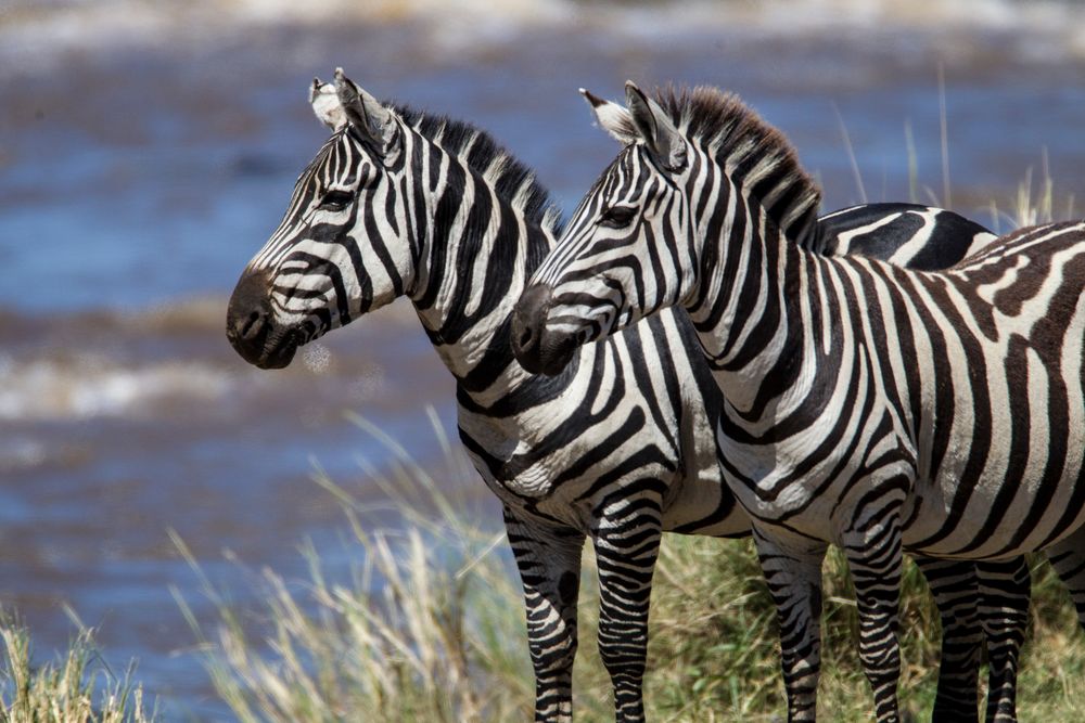 Zebras am Mara River