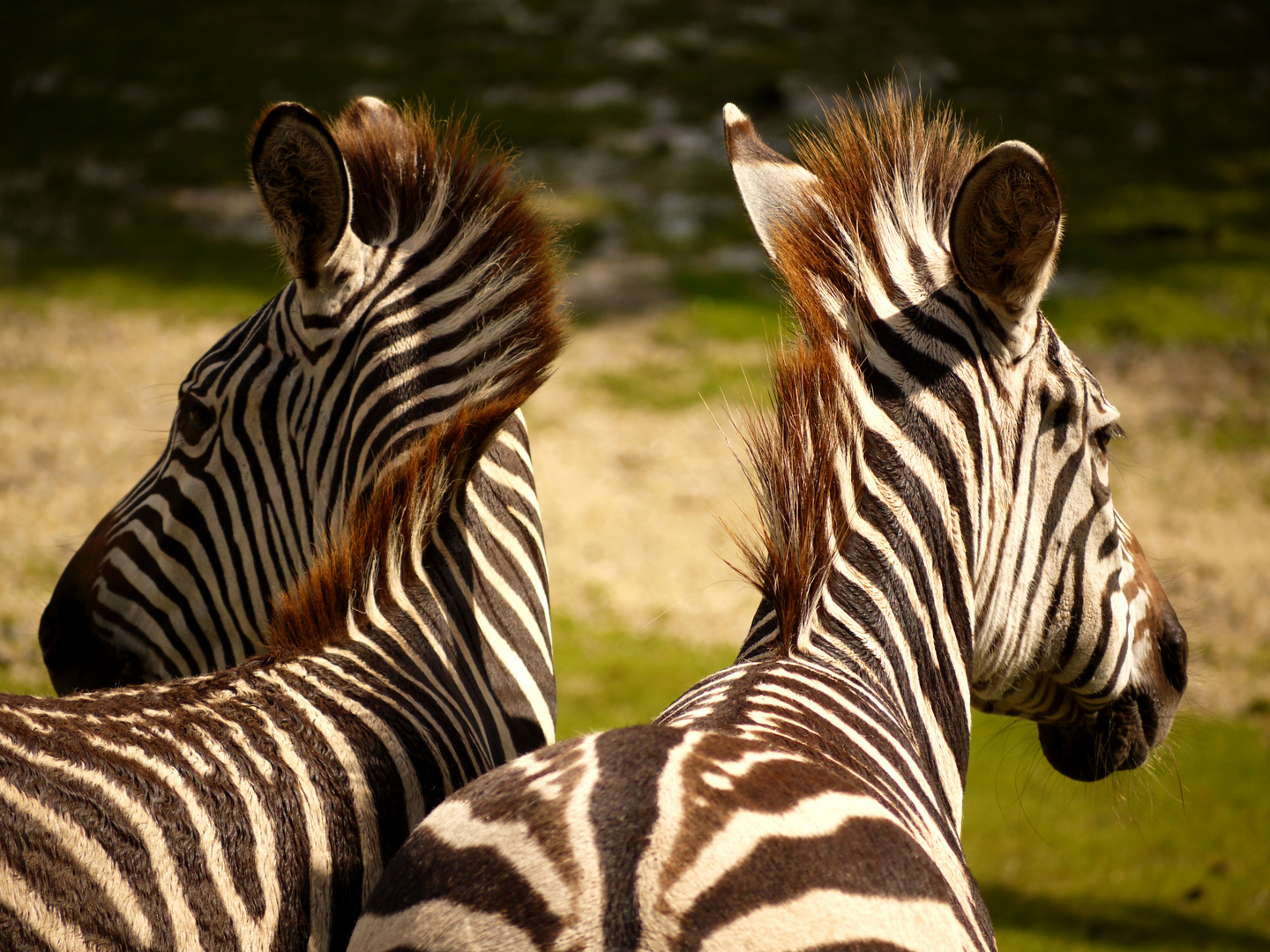 Zebras am Spiegel