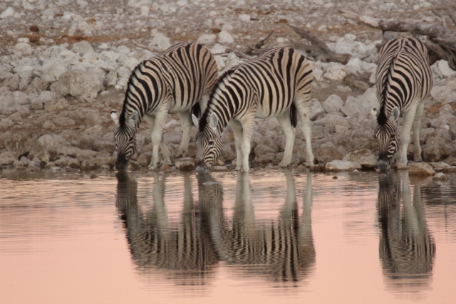 Zebras am trinken bei Morgenstimmung