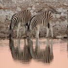 Zebras am trinken bei Morgenstimmung