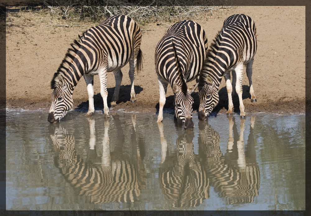 Zebras am Wasser