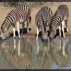 Zebras am Wasser