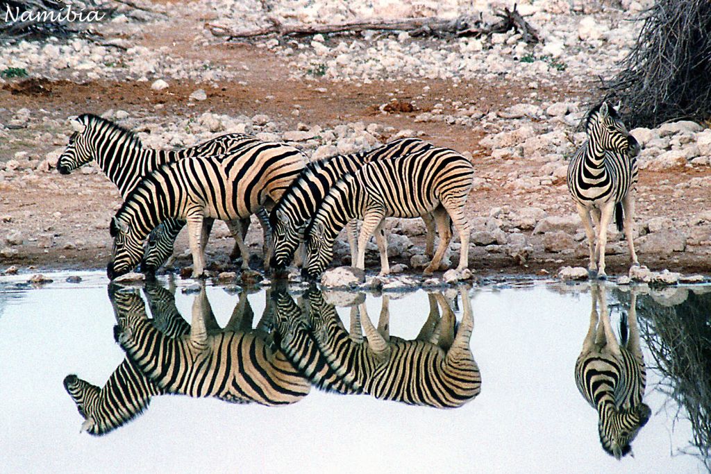 Zebras am Wasserloch