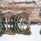 Zebras am Wasserloch