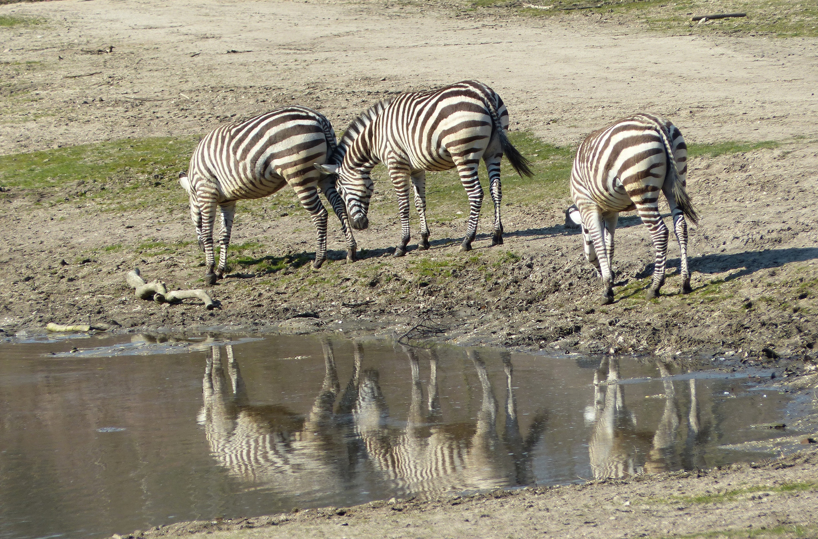 Zebras am Wasserloch