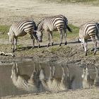 Zebras am Wasserloch