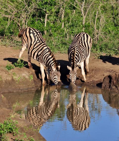 Zebras am Wasserloch