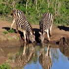 Zebras am Wasserloch