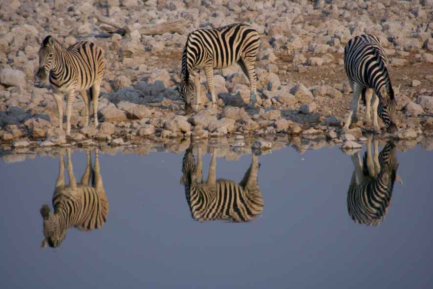 Zebras am Wasserloch