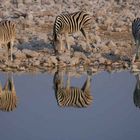 Zebras am Wasserloch