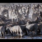 Zebras am Wasserloch