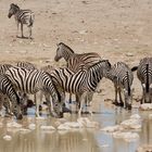 Zebras am Wasserloch