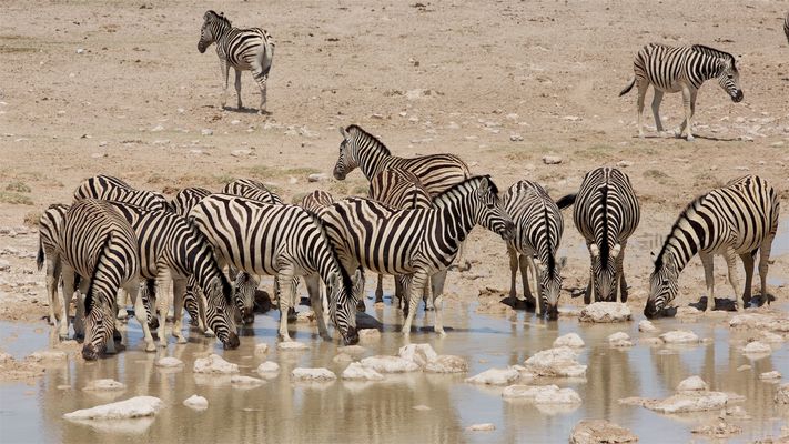 Zebras am Wasserloch