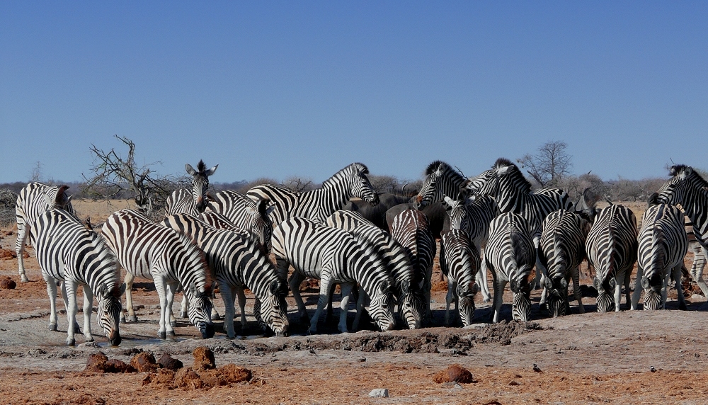 Zebras am Wasserloch