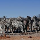 Zebras am Wasserloch