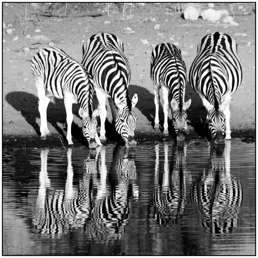 Zebras am Wasserloch