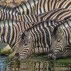 Zebras am Wasserloch