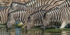 Zebras am Wasserloch