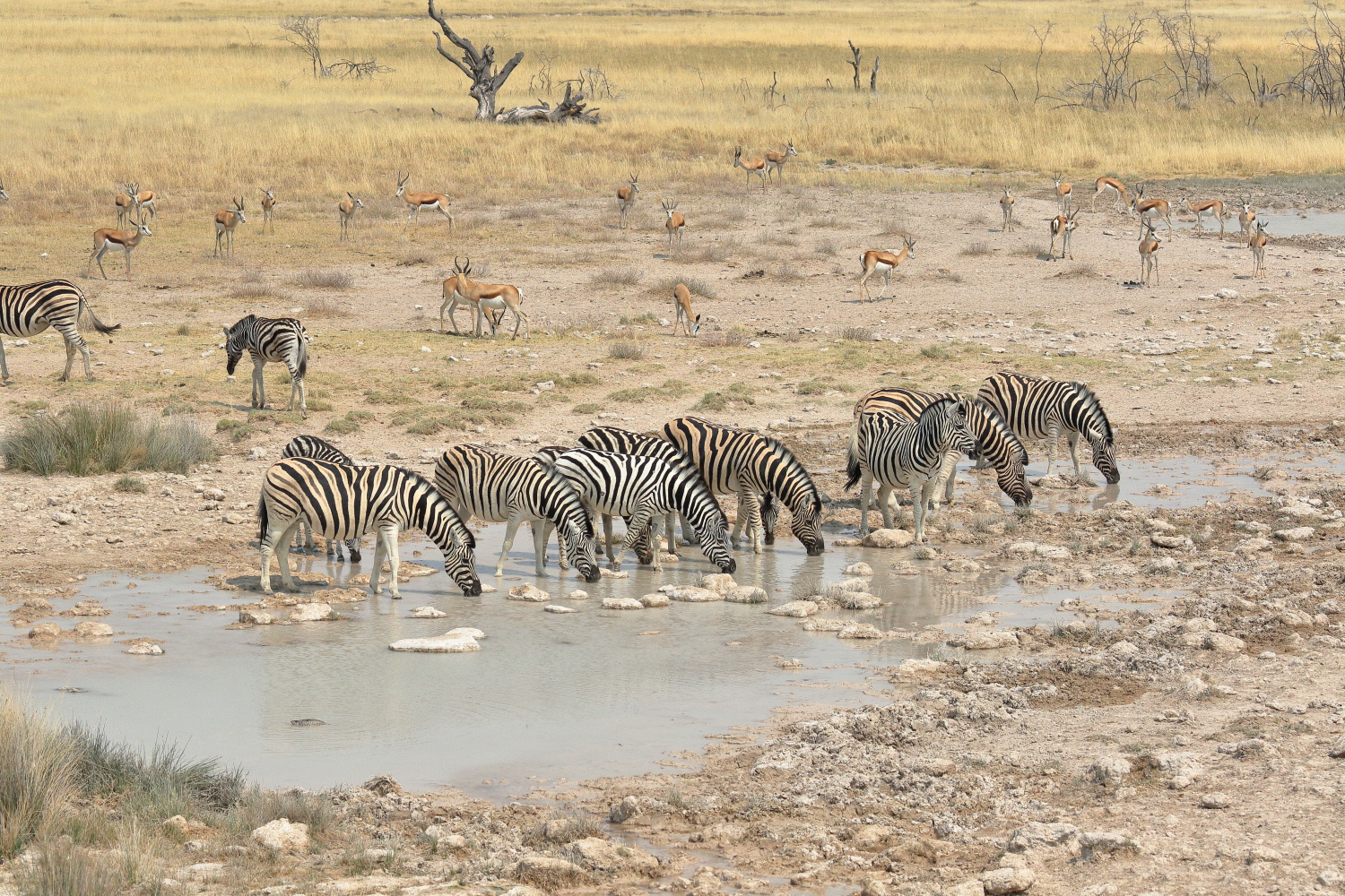 Zebras am Wasserloch