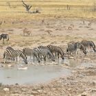 Zebras am Wasserloch