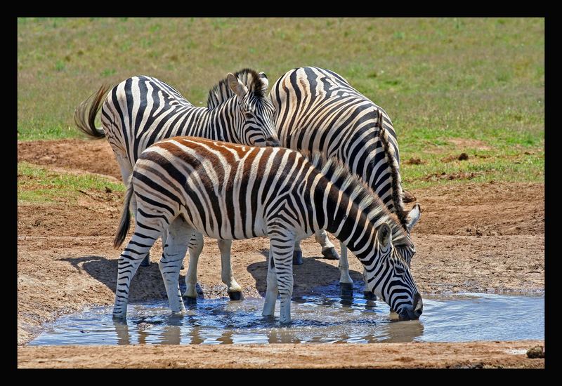 Zebras am Wasserloch