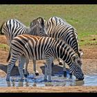 Zebras am Wasserloch