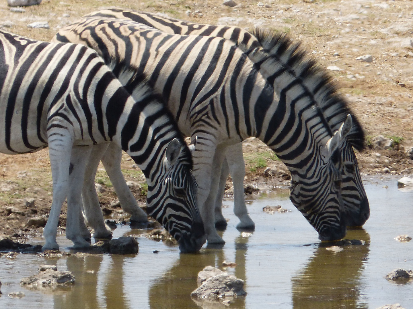 Zebras am Wasserloch