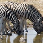 Zebras am Wasserloch