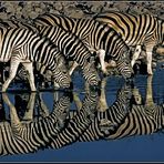 Zebras am Wasserloch