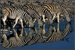 Zebras am Wasserloch