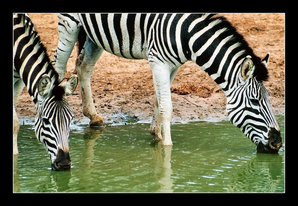 Zebras am Wasserloch