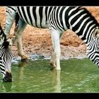 Zebras am Wasserloch