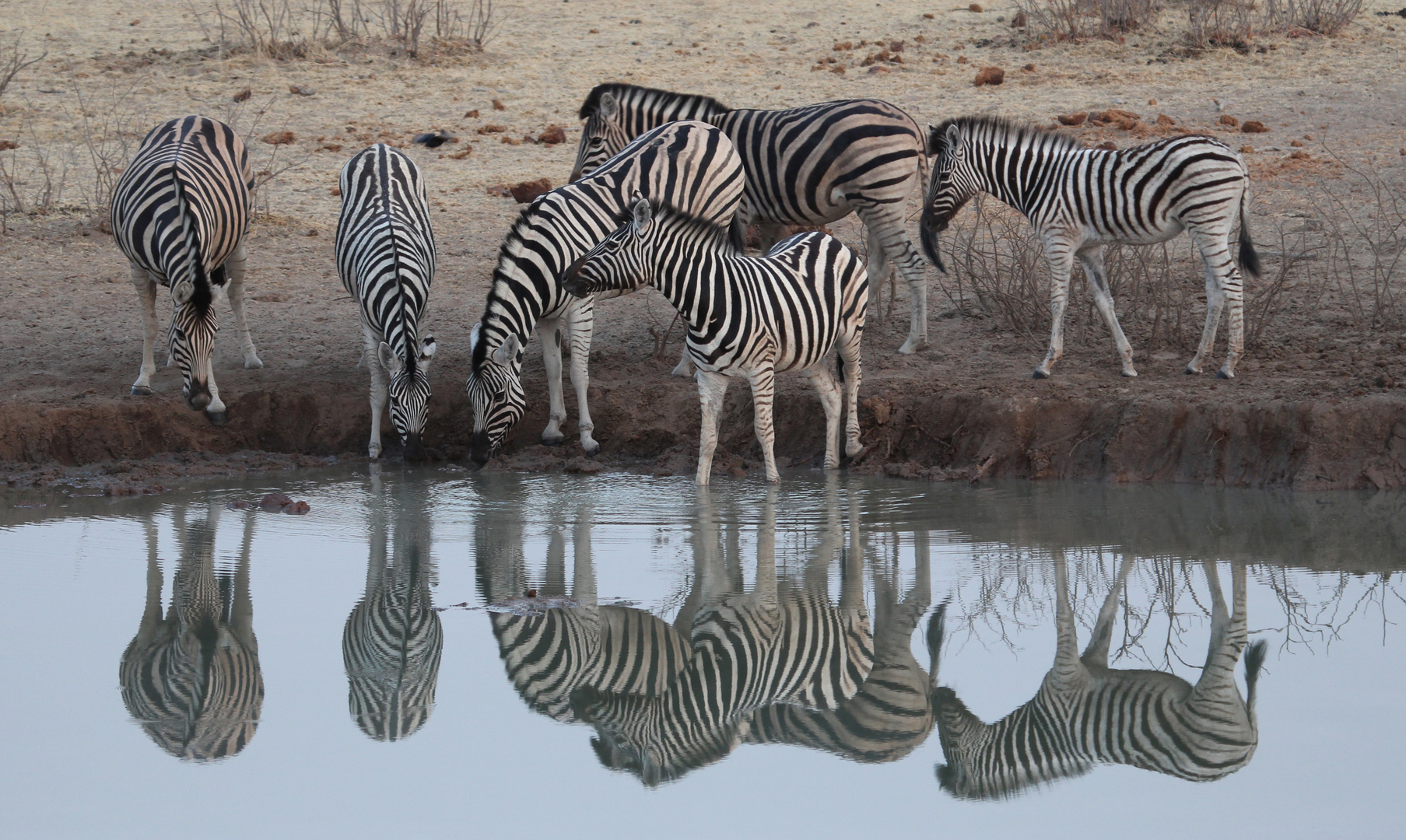 Zebras am Wasserloch