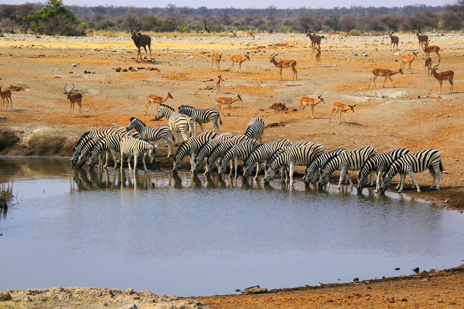 Zebras am Wasserloch