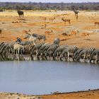Zebras am Wasserloch