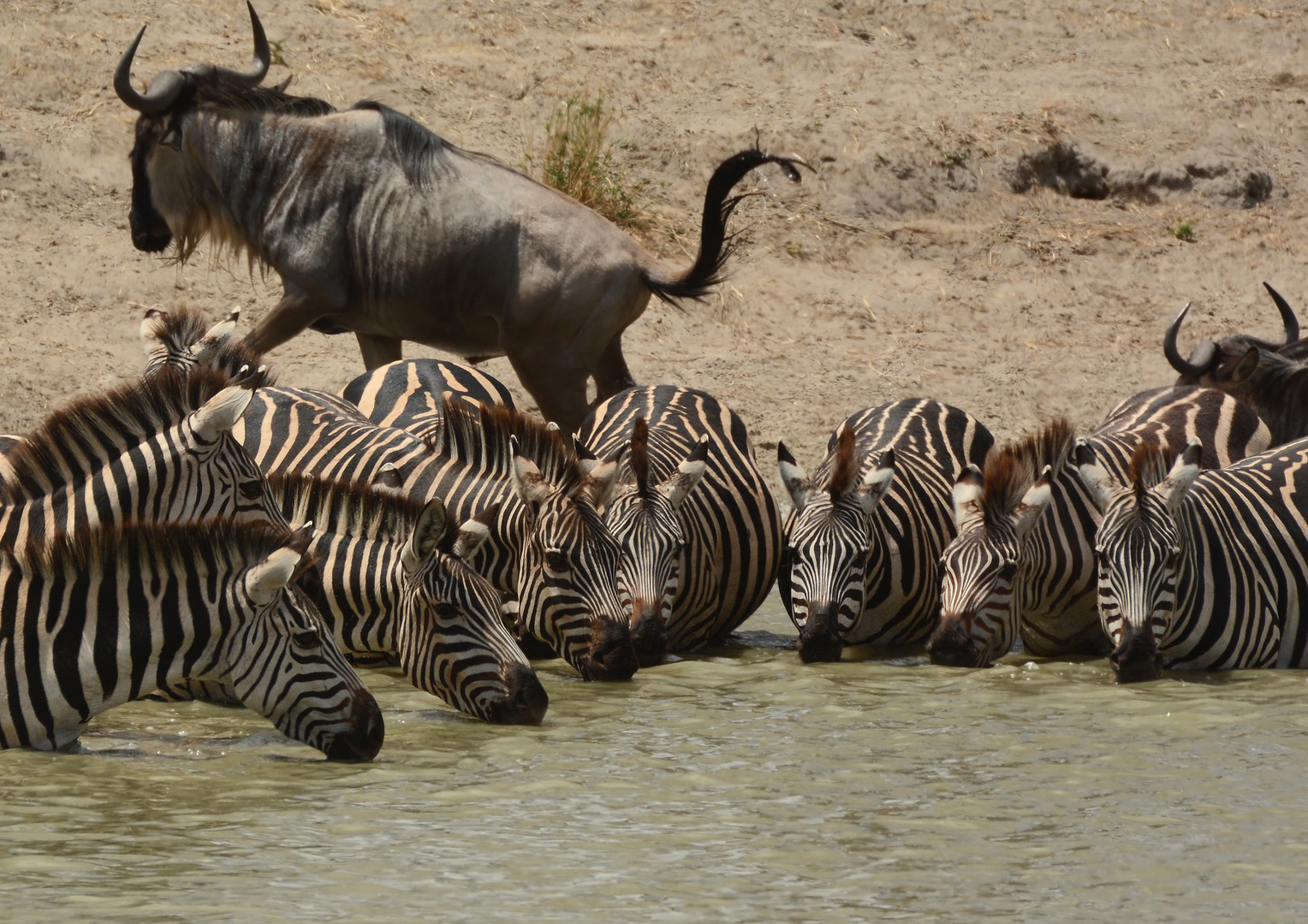 Zebras am Wasserloch